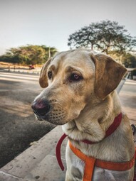 Quelle: https://www.pexels.com/photo/closeup-photo-of-adult-yellow-labrador-retriever-1308222/