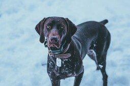 Quelle: https://www.pexels.com/photo/portrait-of-brown-dog-on-snow-10771920/