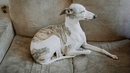 Quelle: https://www.pexels.com/photo/whippet-resting-on-cozy-sofa-at-home-5046782/