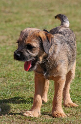 Quelle: https://pixabay.com/photos/border-terrier-terrier-puppy-pup-164108/