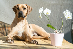 Quelle: https://pixabay.com/photos/rhodesian-ridgeback-dog-pet-5829635/