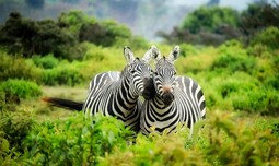 https://www.pexels.com/photo/zebras-on-zebra-247376/