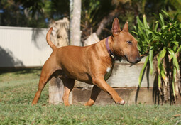 Quelle: https://pixabay.com/photos/dog-miniature-bull-terrier-canine-2707523/