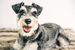 Quelle: https://www.pexels.com/photo/photo-of-schnauzer-3655387/