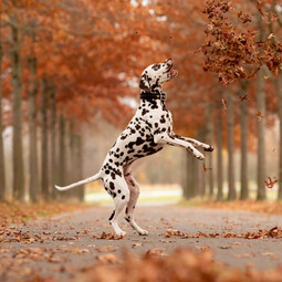 Quelle: https://pixabay.com/photos/dalmatian-dog-pet-canine-animal-6815838/