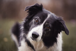 Quelle: https://www.pexels.com/photo/black-and-white-border-collie-3523317/