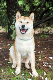 Quelle: https://pixabay.com/photos/shiba-inu-dog-shiba-inu-japanese-944510/