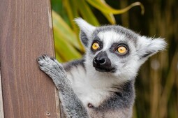 https://www.pexels.com/photo/nature-eyes-grey-fur-33149/