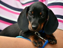 Quelle: https://www.pexels.com/photo/close-up-of-black-dog-257519/