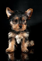 Quelle: https://www.pexels.com/photo/yorkshire-terrier-puppy-1420405/