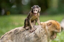 https://www.pexels.com/photo/nature-animals-zoo-young-50988/