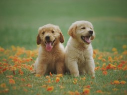 Bildquelle: https://www.pexels.com/photo/two-yellow-labrador-retriever-puppies-1108099/