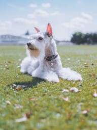 Quelle: https://www.pexels.com/photo/a-white-and-gray-miniature-schnauzer-lying-on-green-grass-6640225/