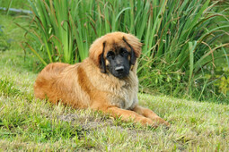 Quelle: https://pixabay.com/photos/dog-leonberger-canine-pet-domestic-5555040/