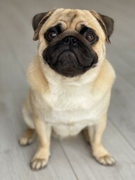 Quelle: https://www.pexels.com/photo/selective-focus-photo-of-an-adorable-pug-sitting-on-the-floor-9534664/