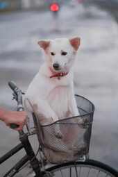 Quelle: https://www.pexels.com/photo/a-dog-sitting-in-a-bicycle-basket-6716745/