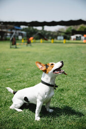 Quelle: https://www.pexels.com/photo/cute-jack-russell-on-lawn-7210749/