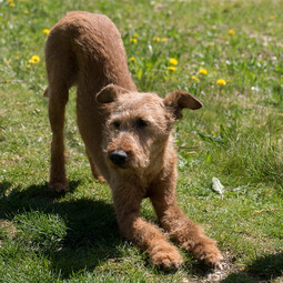 Quelle: https://pixabay.com/photos/dog-irish-terrier-yoga-733832/