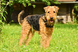 Quelle: https://pixabay.com/photos/dog-airedale-terrier-domestic-animal-3526279/