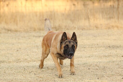 Quelle: https://pixabay.com/photos/malinois-dog-dog-animal-pet-5591141/