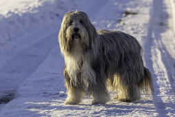 Quelle: https://pixabay.com/photos/dog-canine-pet-bearded-collie-6107758/