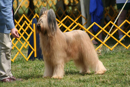 Quelle: https://pixabay.com/photos/dog-show-dog-briard-pet-6481791/