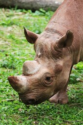 https://www.pexels.com/photo/brown-rhinoceros-132400/