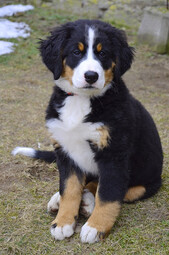 Quelle: https://pixabay.com/photos/puppy-bernese-mountain-dog-dog-1192131/