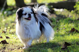 Quelle: https://pixabay.com/photos/dog-japanese-chin-animal-pet-sweet-3667534/