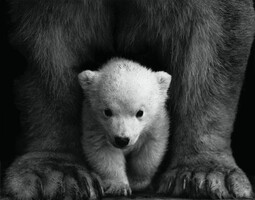 https://www.pexels.com/photo/grayscale-photo-of-a-polar-bear-cub-598966/