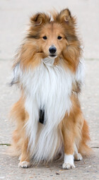 Quelle: https://pixabay.com/photos/dog-sheltie-shetland-sheepdog-165015/