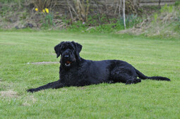 Quelle: https://pixabay.com/photos/dog-giant-schnauzer-garden-black-1193997/