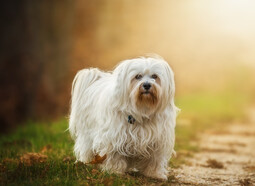 Quelle: https://pixabay.com/photos/dog-flare-havanese-domestic-animal-1134492/