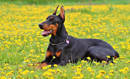 Quelle: https://pixabay.com/photos/doberman-dog-nature-dobermann-893931/