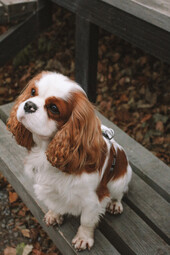 Quelle: https://www.pexels.com/photo/brown-and-white-long-coated-small-dog-sitting-on-wooden-surface-10318145/