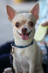 Quelle: https://www.pexels.com/photo/photo-of-a-chihuahua-dog-6490926/