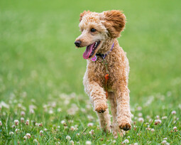 Quelle: https://www.pexels.com/photo/happy-poodle-running-on-bright-green-lawn-4626496/