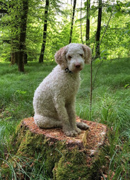 Quelle: https://pixabay.com/photos/animal-dog-lagotto-romagnolo-mammal-6860854/