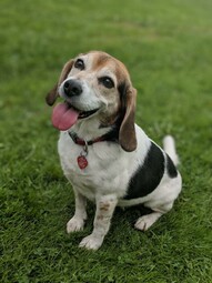 Quelle: https://www.pexels.com/photo/a-cute-beagle-on-grass-6599748/