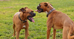 Quelle: https://pixabay.com/photos/boxer-dogs-dogs-good-aiderbichl-1321231/