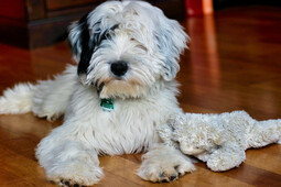 Quelle: https://pixabay.com/photos/dog-fur-tibet-terrier-breed-canine-6981486/