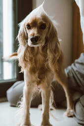 Quelle: https://www.pexels.com/photo/a-dog-standing-near-a-window-6342006/